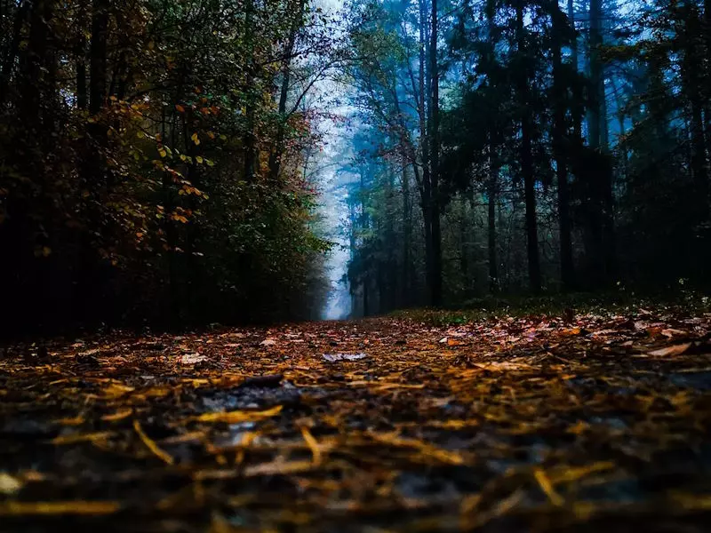 Mulchen, Firma Meier, Feldkirch