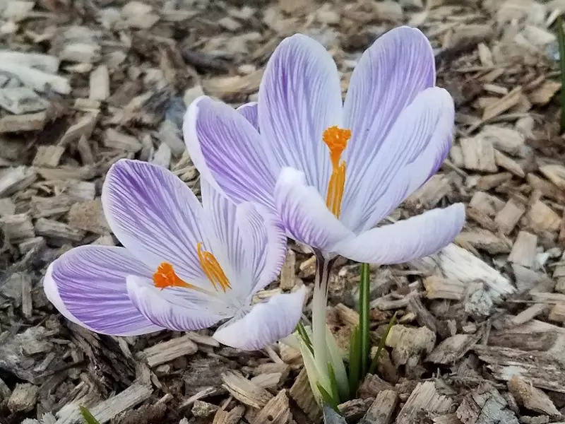 Mulchen, Firma Meier, Feldkirch